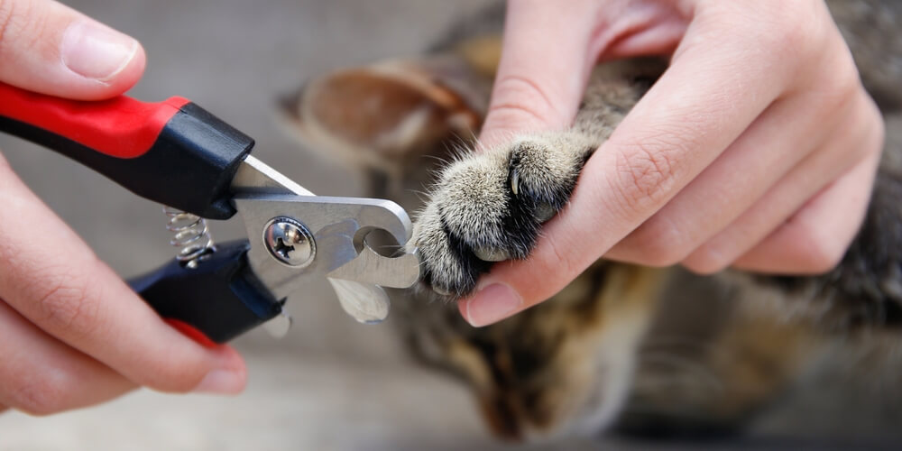Nail clippers being used on a cat's paw held in a person's hand in Columbia, SC
