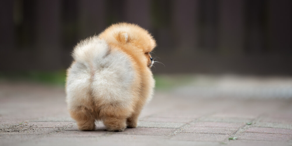 Fluffy Pomeranian viewed from behind on a paved path in Columbia, SC