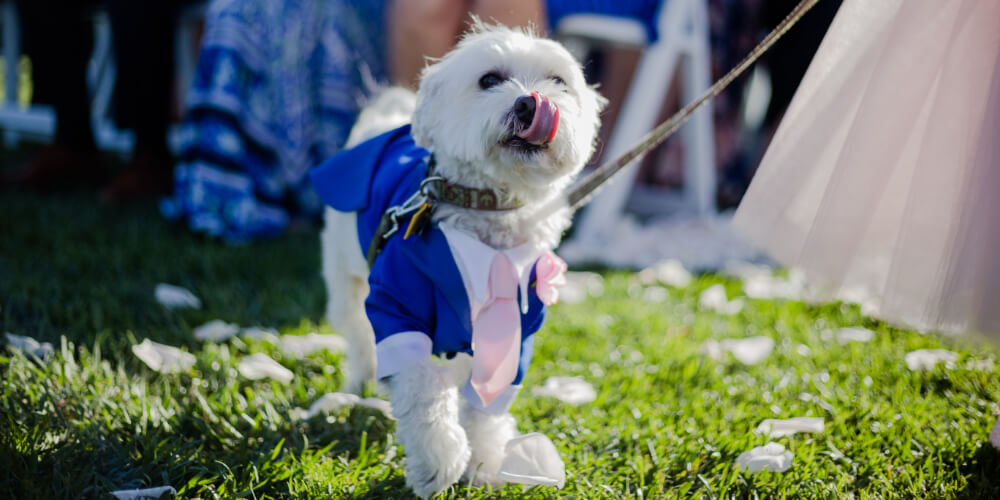 Small white dog in a blue tuxedo at an outdoor ceremony, representing pet weddings and events in Columbia
