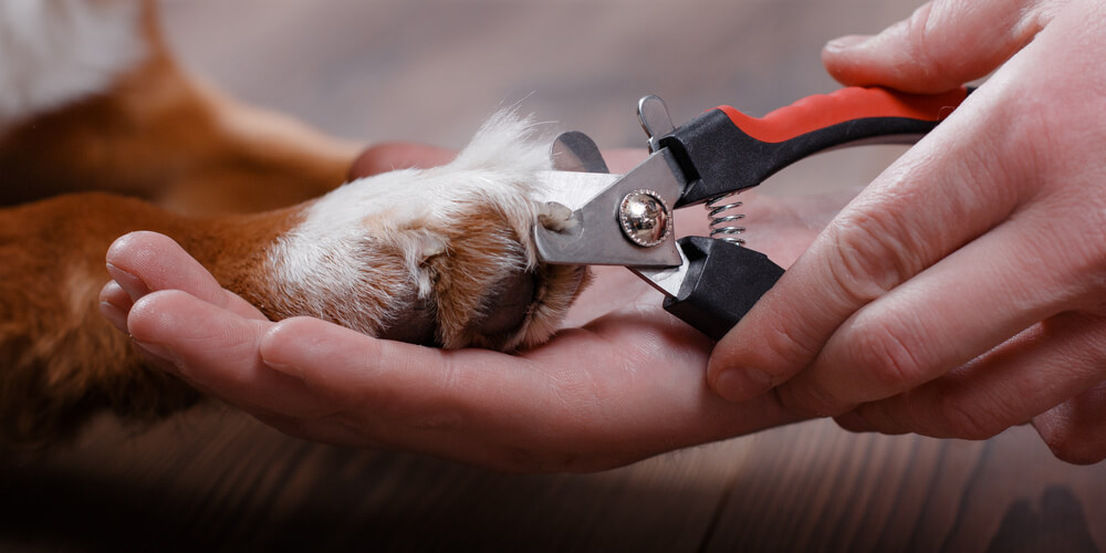 Dog's claws being trimmed with nail clippers in Columbia, SC